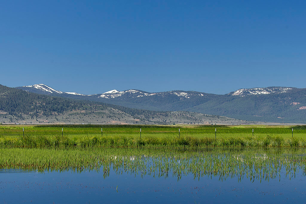 Sierra Valley Wetlands